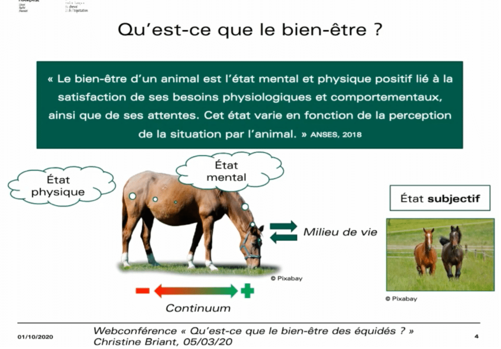these : bien-etre du cheval 