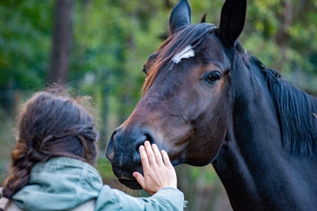 communiquer avec son cheval 