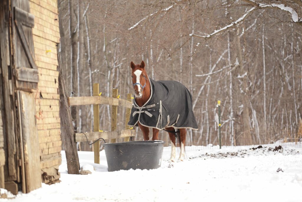 protection cheval en hiver